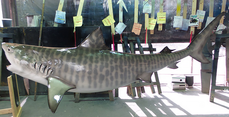 Tiger Shark Replica broad view