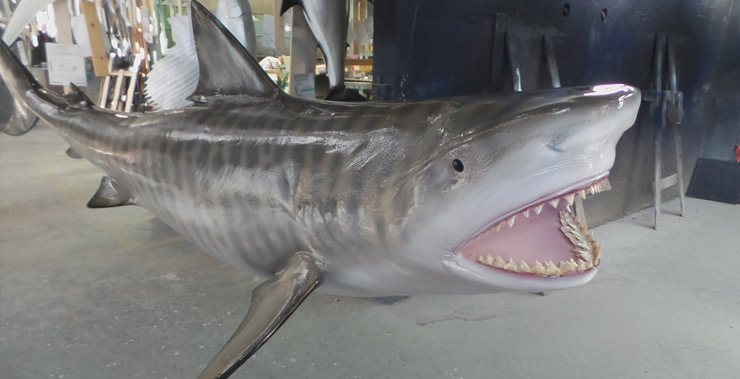 Tiger Shark reproduction head view