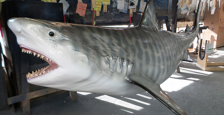 Tiger Shark Replica close up