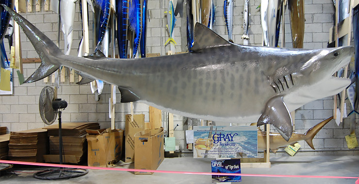 Tiger Shark reproduction by Gray Taxidermy head view