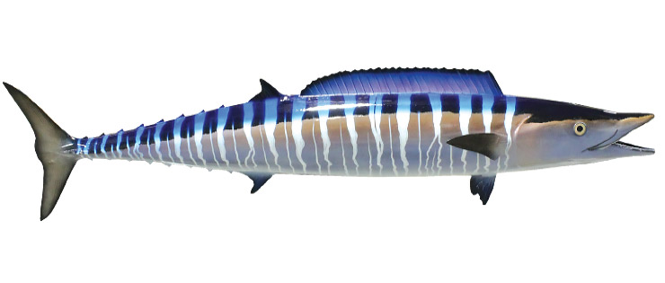 Wahoo fish mount