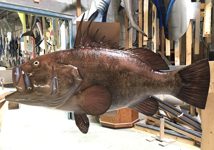 Warsaw Grouper mount at Gray Taxidermy