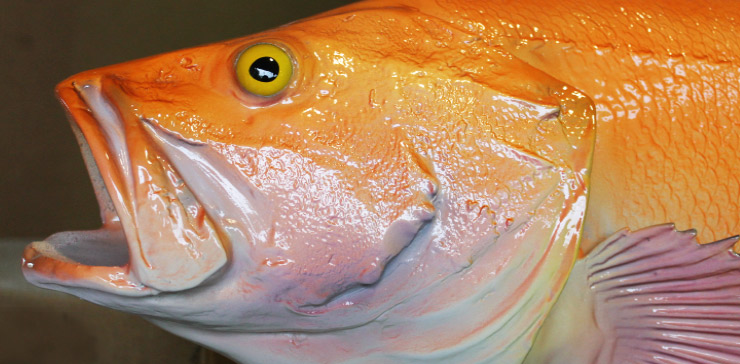 Yelloweye Rockfish mount close up
