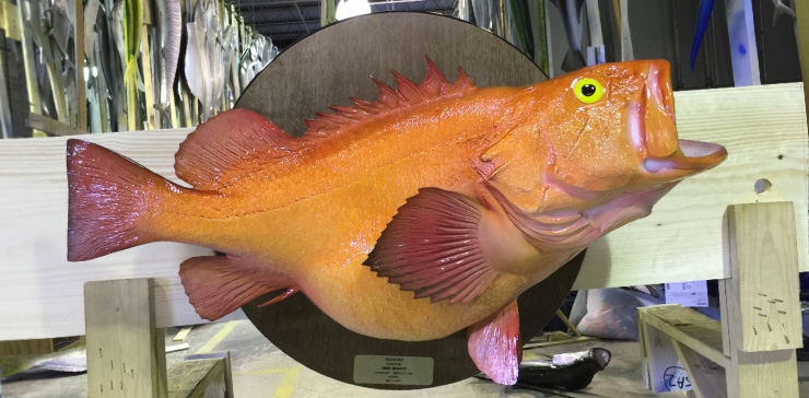 Yelloweye Rockfish Wood Plaque mount at Gray Taxidermy