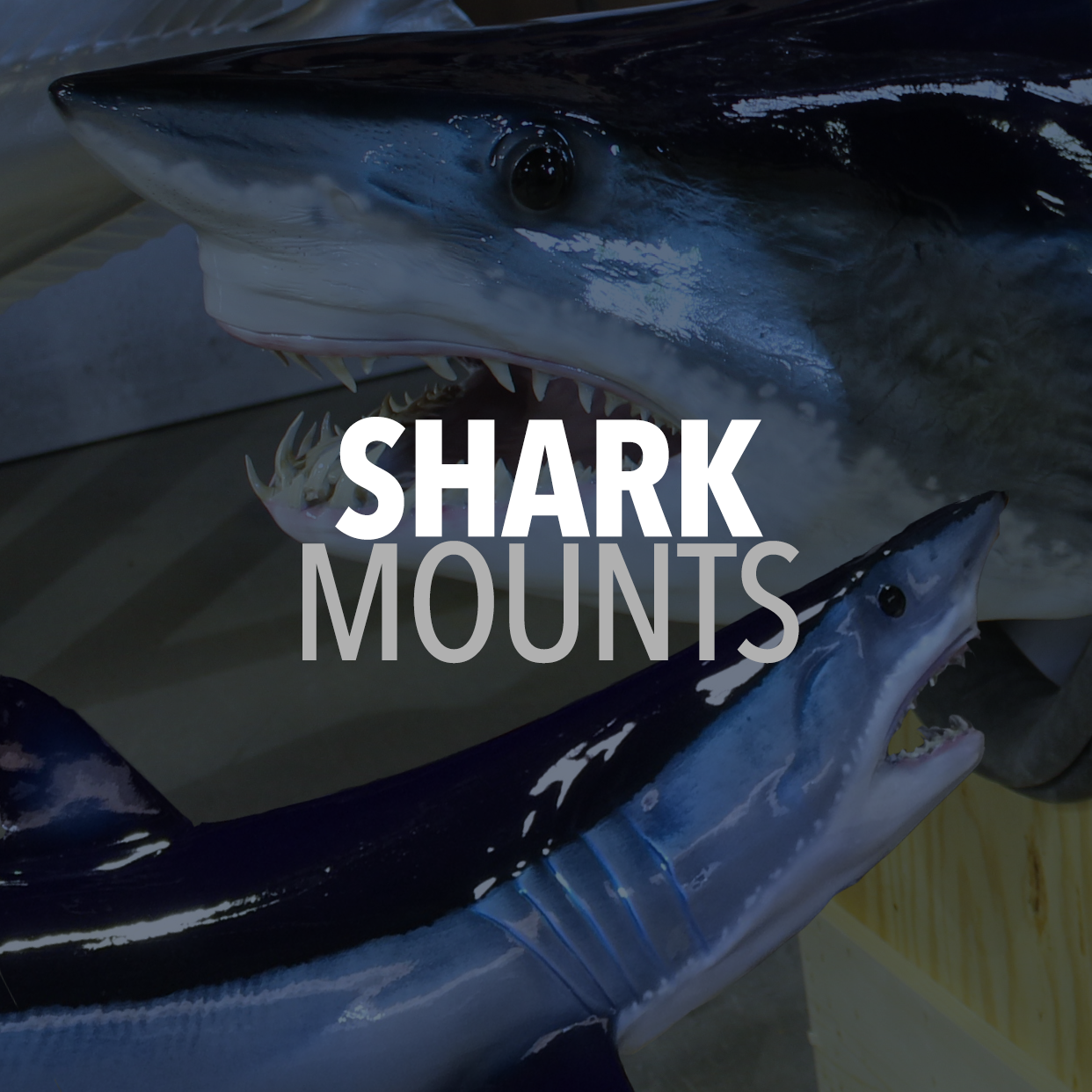 Shark Mounts graphic