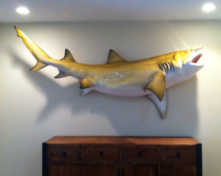 Lemon shark from Gray Taxidermy