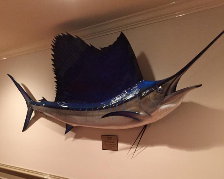 Sailfish from Gray Taxidermy