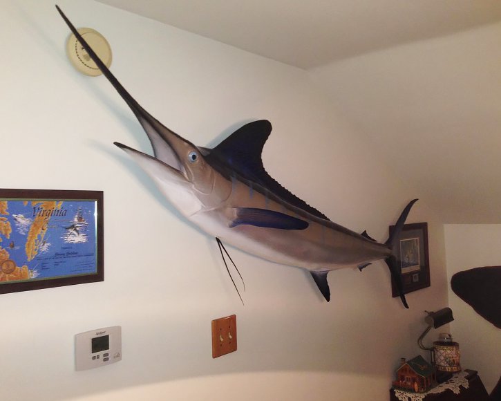 Striped Marlin from Gray Taxidermy