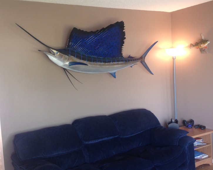 Atlantic Sailfish Mount from Gray Taxidermy