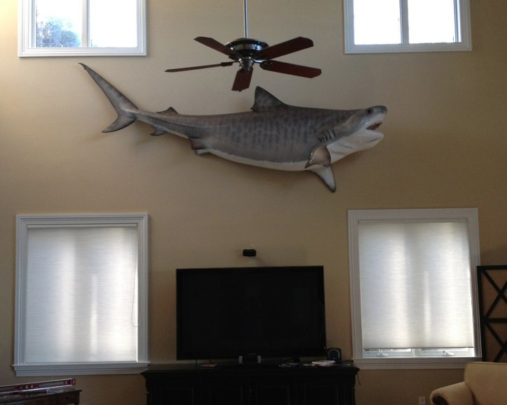 Tigershark from Gray Taxidermy