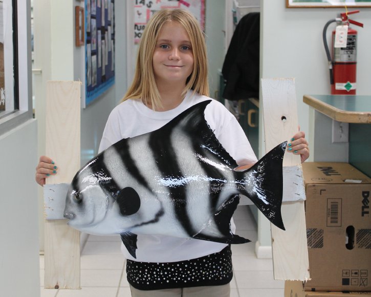 Spadefish from Gray Taxidermy