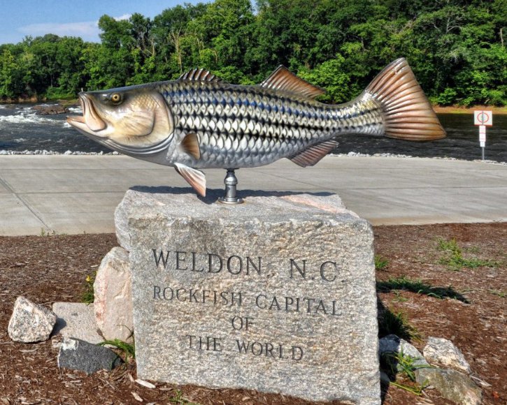 Striped Bass from Gray Taxidermy