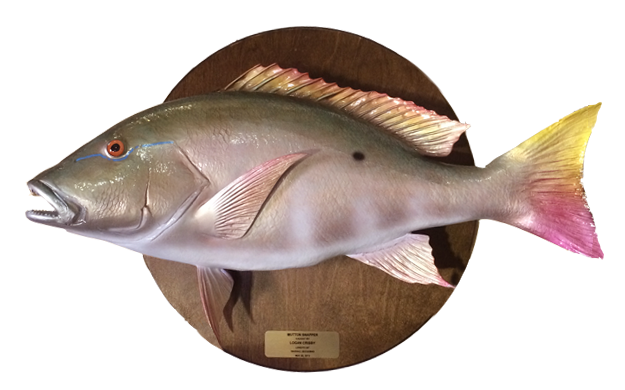 Mutton Snapper on Wood plaque