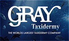 GrayTaxidermy