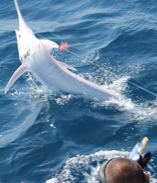 Albino Blue Marlin