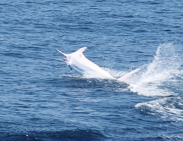 Albino Blue Marlin in Costa Rica