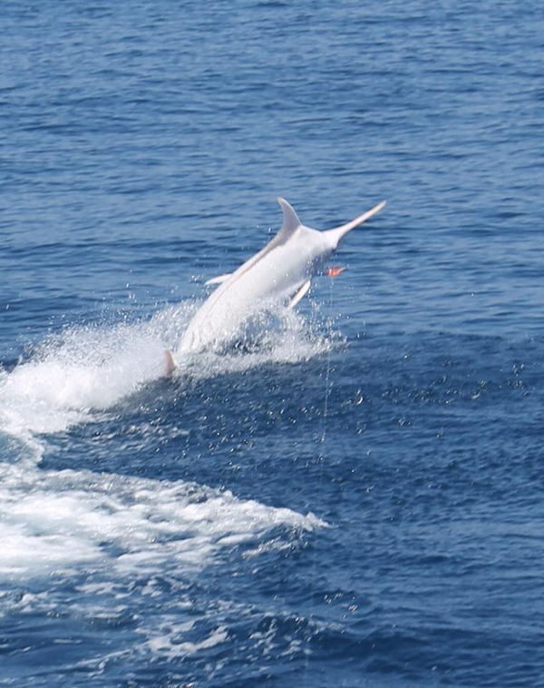 Rare Albino Blue Marlin in Costa Rica