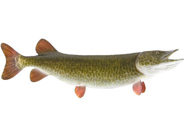 Freshwater Pike Fish and Tape-measure on Wooden Background. Stock Photo -  Image of sport, leisure: 115867316