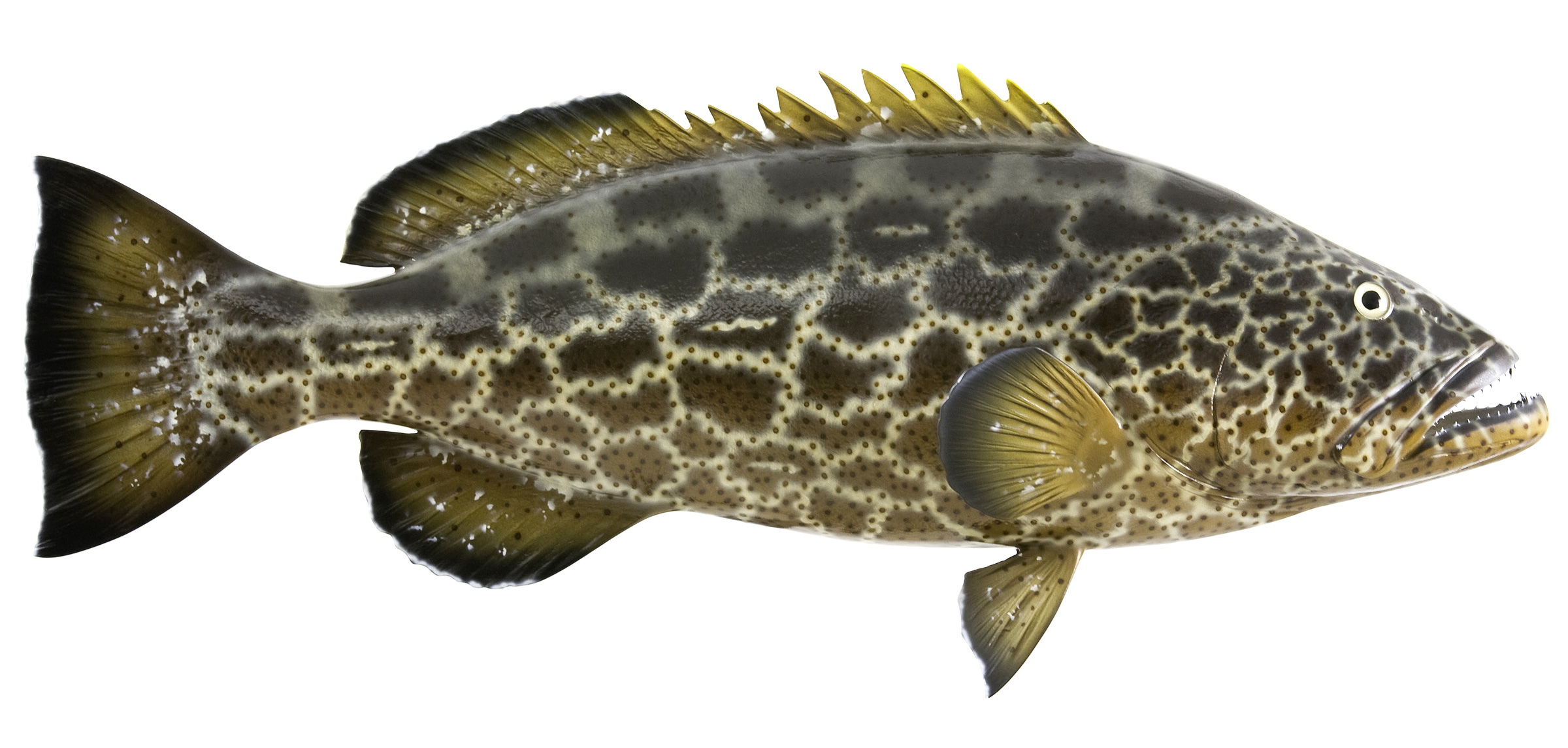 black grouper