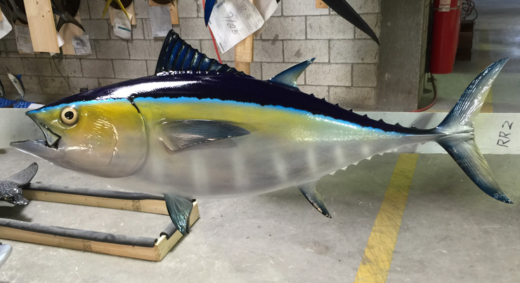 Blackfin Tuna Fish Replica | mounted fish | fish trophy