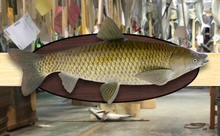 Carp Fish mount, mounted fish