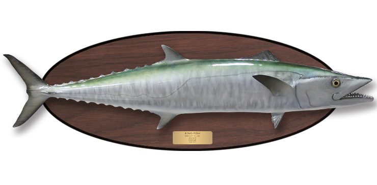 Kingfish mount, mounted fish