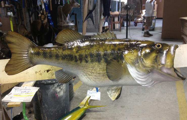 real largemouth bass fish