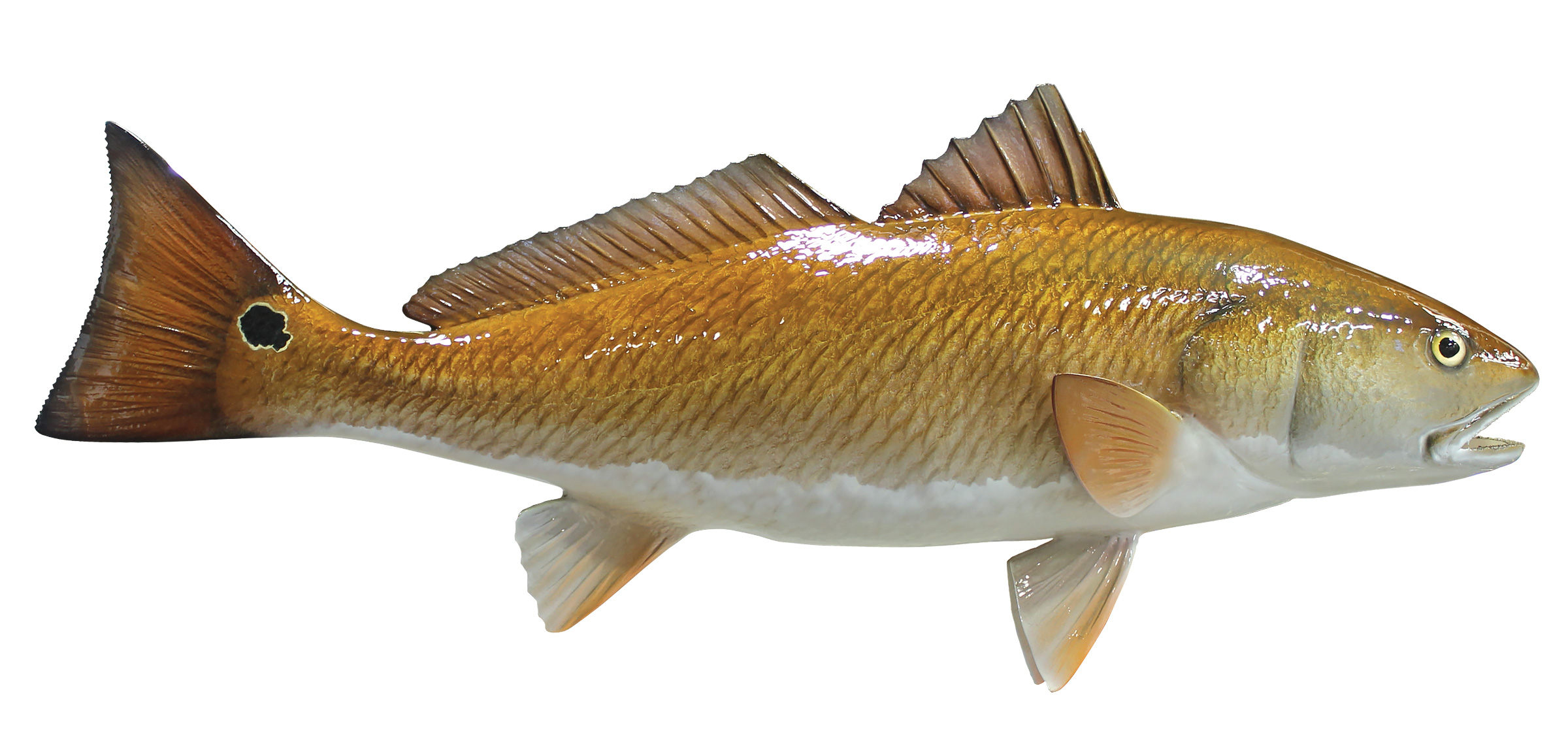 Redfish Mount, Drum, mounted fish