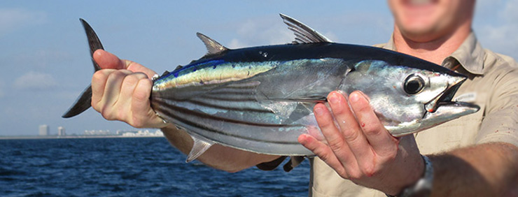 Amazing Traditional Fishing  How to Catch Skipjack Tuna using