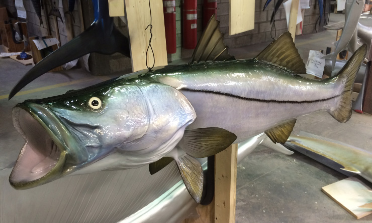 What you should know if you want a trophy fish mount (video) 