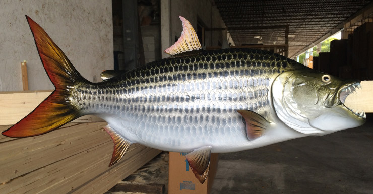 Tiger Fish mount, mounted fish