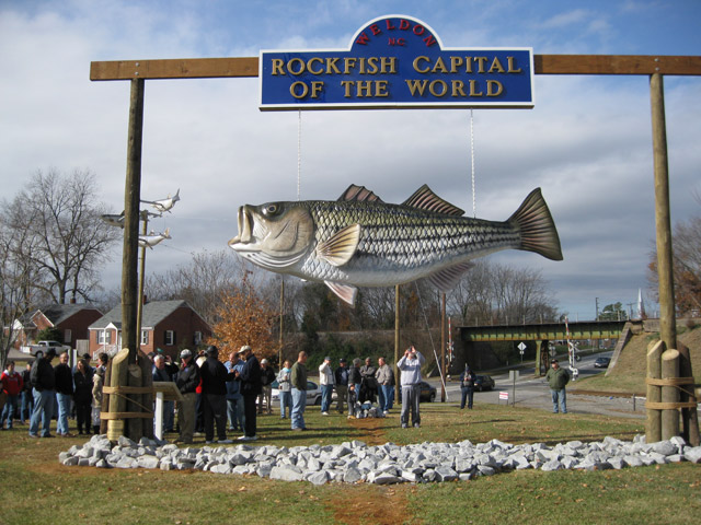 large striped bass